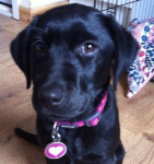 Inca - Black labrador puppy